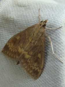 Ostrinia nubilalis.JPG