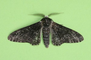 Copie de IMG_6373.jpg