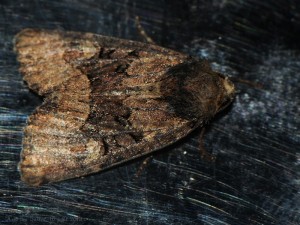 20130810_Apamea_46_§.jpg