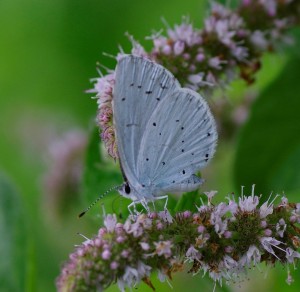 L'Azuré des nerpruns-Argus à bande noire_ROT0902.jpg