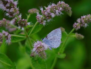 Celastrina argiolus_ROT0886.jpg