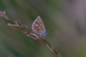 L'Azuré de la burgrane-L'Argus  bleu(Polyommatus icarus)_ROT0868.jpg