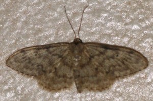 3647... idaea contiguaria à v. 2012.06.21 (2p).jpg