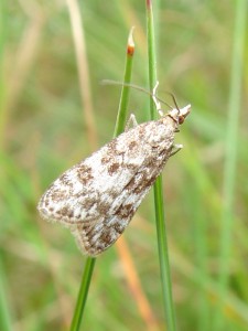 Eudonia mercurella.JPG