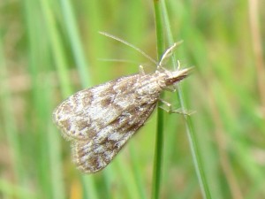 Eudonia mercurella (3).JPG