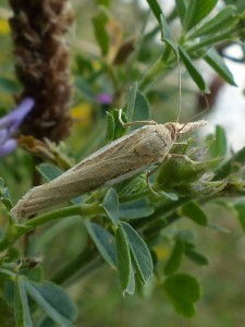 crambus pascuella-a-confirmer.jpg