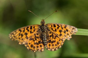 Boloria dia-1.jpg