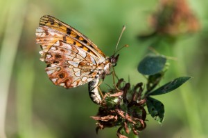 Boloria dia-2.jpg