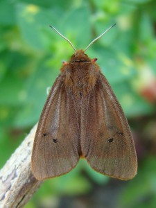 Copie de DSC01260.JPG