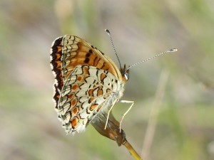 Mélitée des centaurées ou Grand damier Cinclidia phoebe Cazevieille (3).JPG