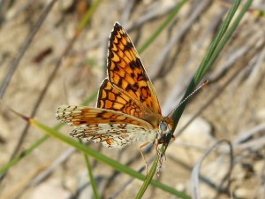 Mélitée des centaurées ou Grand damier Cinclidia phoebe Cazevieille (2).JPG