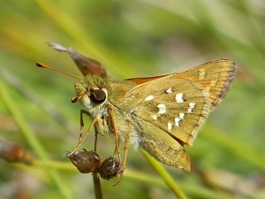 Comma ou Virgule Hesperia comma Cazevieille (2).JPG