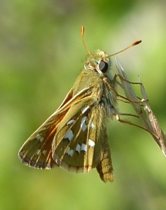 Comma ou Virgule Hesperia comma Cazevieille (1).JPG