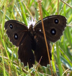 Grand nègre des bois Minois drias Cazevieille (12).JPG