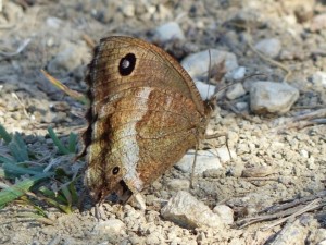 Grand nègre des bois Minois drias Cazevieille (6).JPG