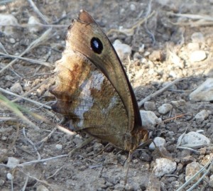 Grand nègre des bois Minois drias Cazevieille (2).JPG