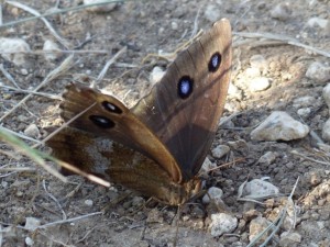 Grand nègre des bois Minois drias Cazevieille (1).JPG