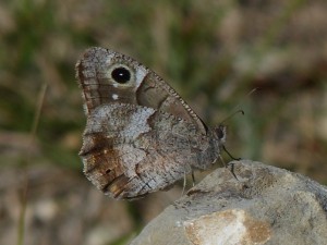 Hipparchia ou Chevron blanc Cazevieille (2).JPG