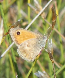 Procris Coenonympha pamphilus Cazevieille (2).JPG