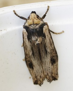 Xylena exoleta-3496.jpg