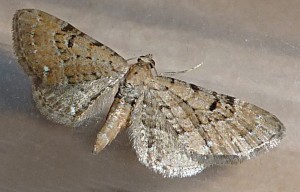 Eupithecia assimilata-redim800.JPG