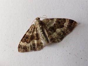 epirrhoe-alternata-a confirmer.jpg