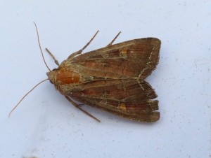 lanacobia-oleracea-a-confirmer.jpg