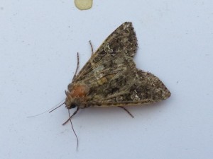 tholera-decilmalis-a-confirmer-1.jpg