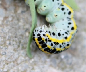 Calophasia lunula [Oxelaëre] 2.JPG