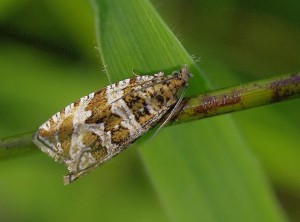 Celypha.jpg