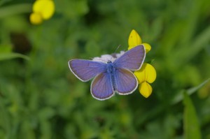 Polyommatus semiargus.JPG