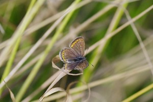 Polyommatus icarus-Femelle(Azuré commun)_ROT2124.JPG