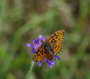 ( Boloria aquilonaris 22-08 2013.JPG