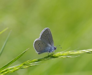 Plebejus semisargus(Demi argus OU Azuré des Anthyllides)_ROT1689.JPG