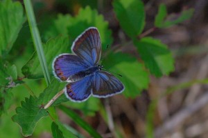 Plebejus idas  _ROT1687.jpg