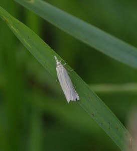 Crambus perlella_.jpg