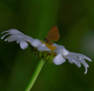 (Minoa murinata)_ROT0749.jpg