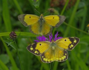 Colias crocea) - Copie.JPG