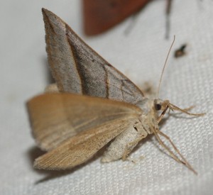 3687 Scotopteryx luridata ou mucronata genitalia Camping le pradal 07 Les Vans 2013.09.05 (3p).jpg