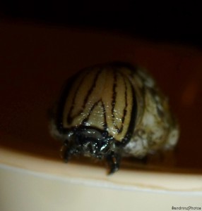 Enorme chenille, 10 cm, 11 septembre 2013, Bouresse, Poitou-Charentes (12).jpg