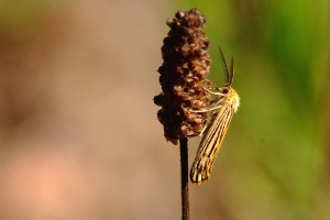 0078      F-83 Agay 04-09-2013  4.jpg