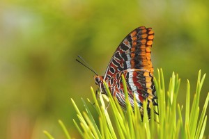 Charaxes jasius F-83 Agay 02-09-2013  2.jpg