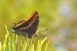 Charaxes jasius F-83 Agay 02-09-2013  8.jpg