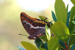 Charaxes jasius F-83 Agay 02-09-2013  0.jpg