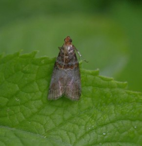 (Trachycera advenella)_ROT0817.JPG