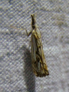 DSC08871 - Copie.JPG