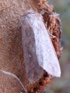 DSC08906 - Copie.JPG