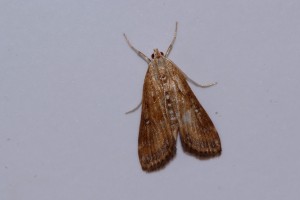 0082    F-84 Sorgues 08-09-2013  4.jpg