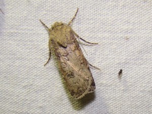 DSC09068 - Copie.JPG