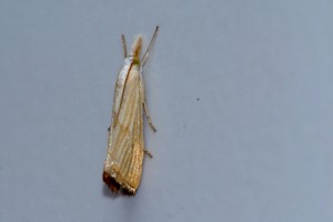 0086    F-84 Sorgues 08-09-2013  .jpg